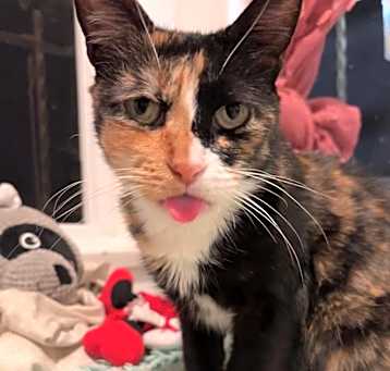 Photo of Alice