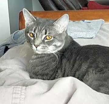 Photo of Tabby