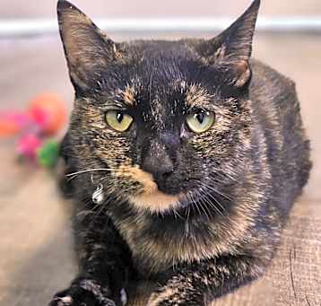 Photo of Miss Kitty 