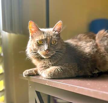 Photo of Sable