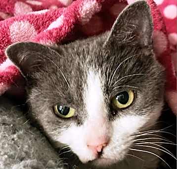 Photo of Luna