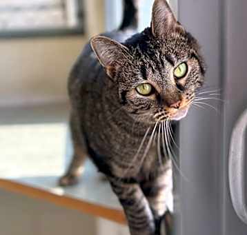 Photo of Coco