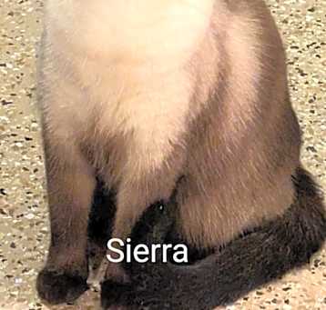 Photo of Sierra
