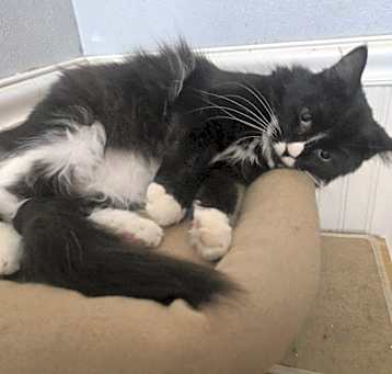 Photo of Furgie (OUT ON TRIAL!)