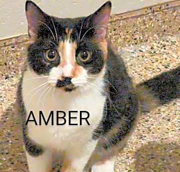 Photo of Amber