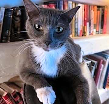 Photo of Gorbi
