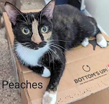 Photo of Peaches