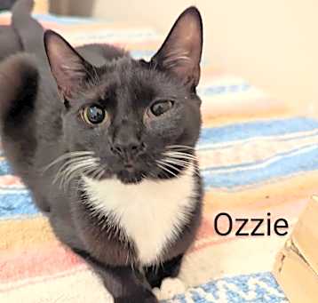 Photo of Ozzie