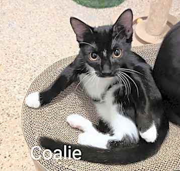 Photo of Coalie