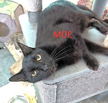 Photo of MOE