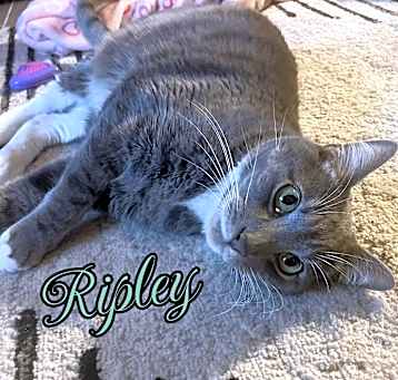 Photo of Ripley