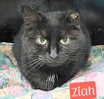 Photo of Ziah