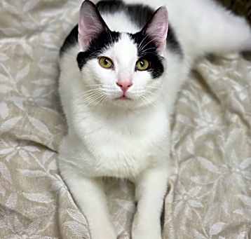 Photo of Domino