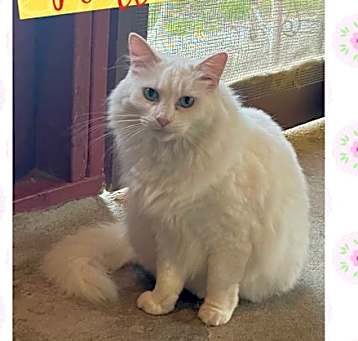 Photo of Pearl *Cyd