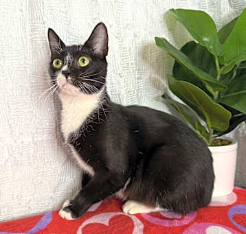 Photo of Cashmere