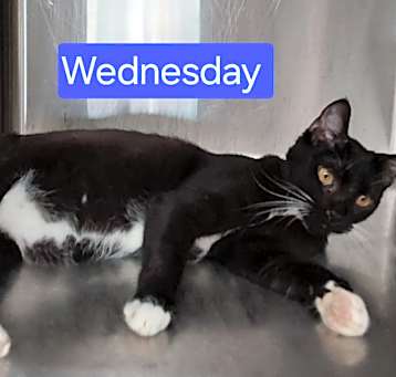 Photo of Wednesday