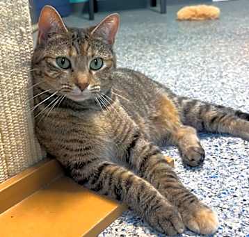 Photo of Stormy