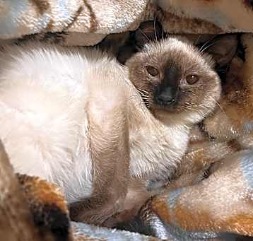 Photo of Pending! Muffin