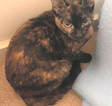 Photo of Pending! Penelope