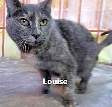 Photo of Louise/declawed