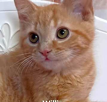 Photo of Willie