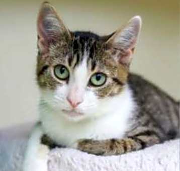 Photo of Willow