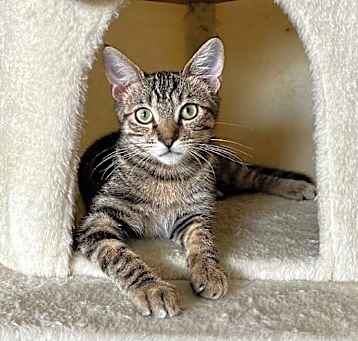 Photo of Kitkat