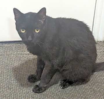 Photo of Negrito