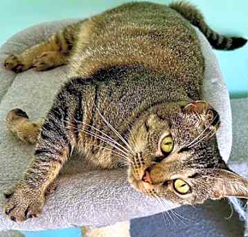 Photo of Mama Cat
