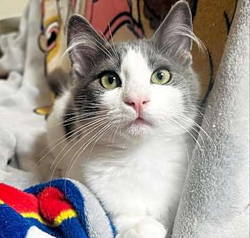 Photo of Honeydew