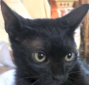 Photo of Pepper