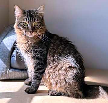 Photo of Pebbles
