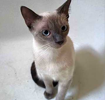 Photo of Poncho