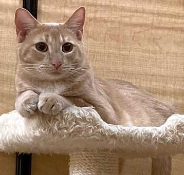 Photo of Ginger