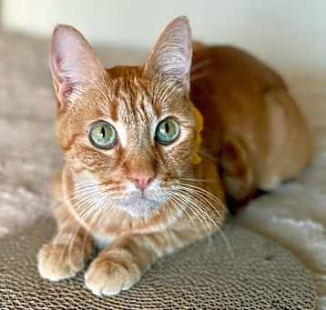Photo of Simba