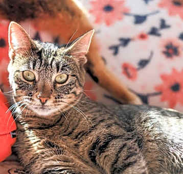 Photo of Delilah