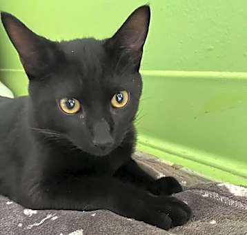 Photo of Salem
