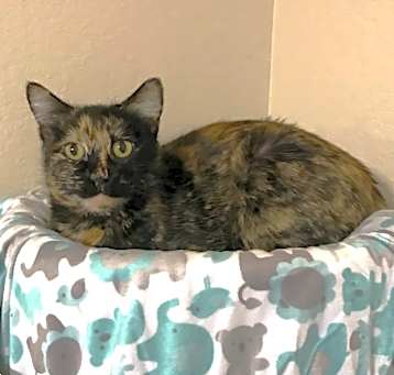 Photo of Moki