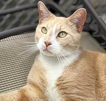 Photo of Gypsy