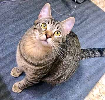 Photo of Tiger