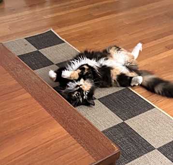 Photo of Mazzy