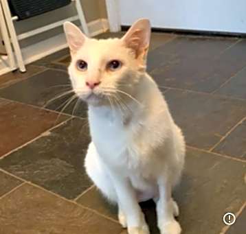 Photo of Flurry