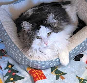 Photo of Sunkiss