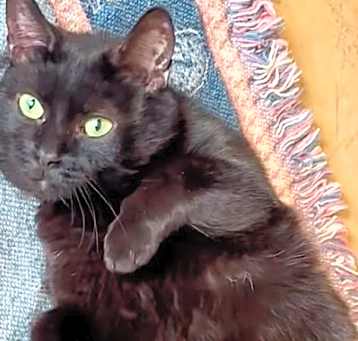 Photo of Midnight