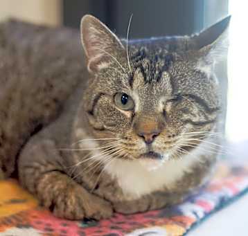 Photo of Enzo