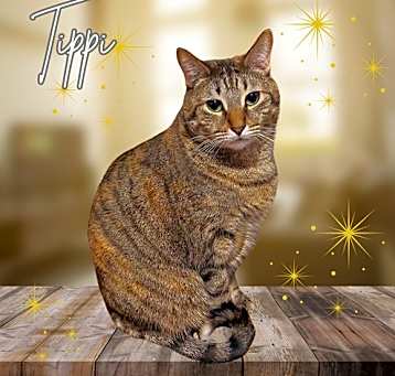 Photo of Tippi