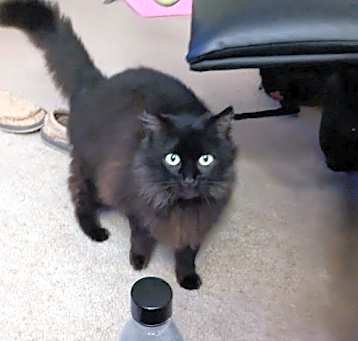 Photo of Missy
