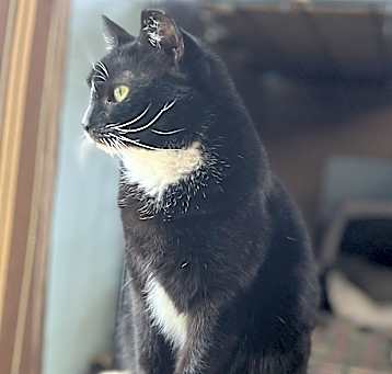 Photo of NADINE