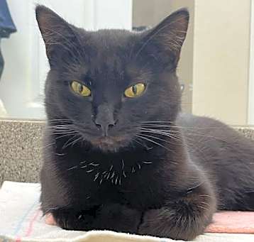 Photo of Octavia