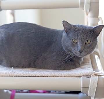Photo of Cobalt